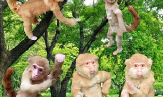 块儿八毛是什么生肖 块儿八毛是什么生肖